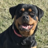 Entry image for Ruthie