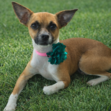 Entry image for Nellie