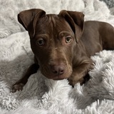 Entry image for Ares