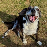 Entry image for Maple