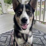 Entry image for Henry