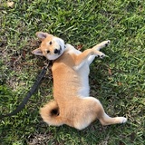 Entry image for Totoro