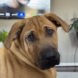 Entry image for Maximus 