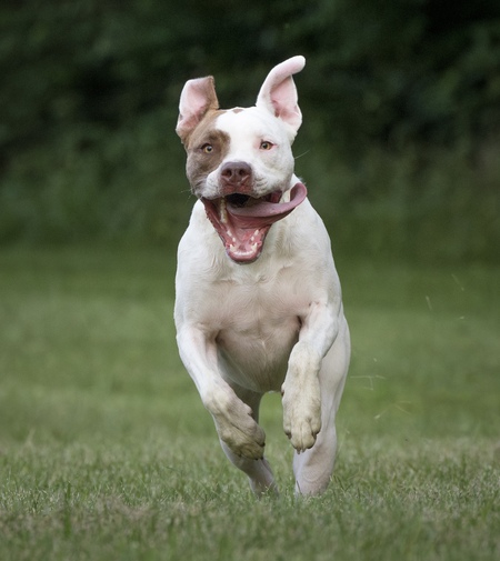 Entry image for Possum. Clicking this image will show a larger photo