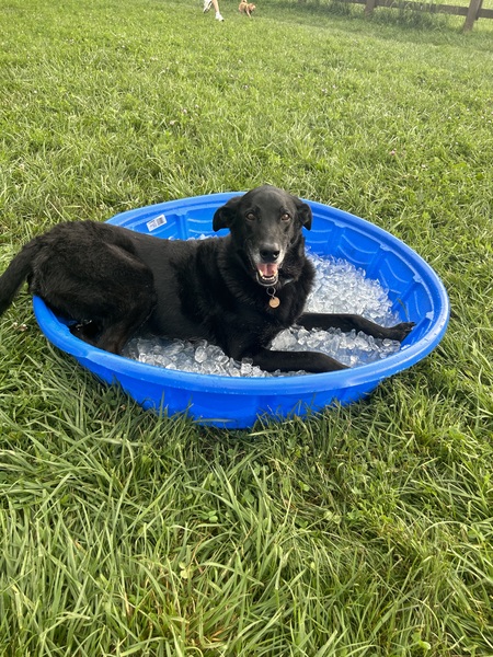 Entry image for Tucker. Clicking this image will show a larger photo