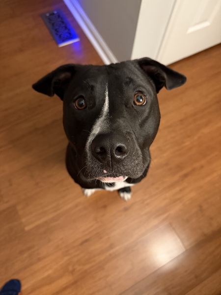 Entry image for Tuck (fka Lucas Till). Clicking this image will show a larger photo