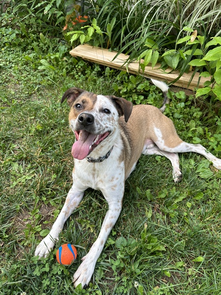 Entry image for Rudy. Clicking this image will show a larger photo