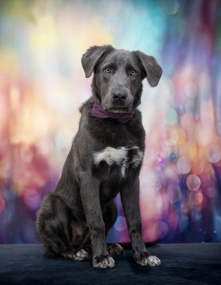 Entry image for Vincent. Clicking this image will show a larger photo