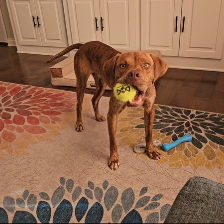 Entry image for Rooster. Clicking this image will show a larger photo