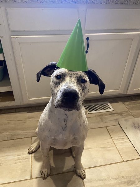 Entry image for Apollo. Clicking this image will show a larger photo