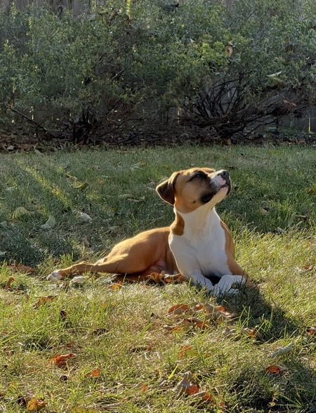 Entry image for Roo. Clicking this image will show a larger photo