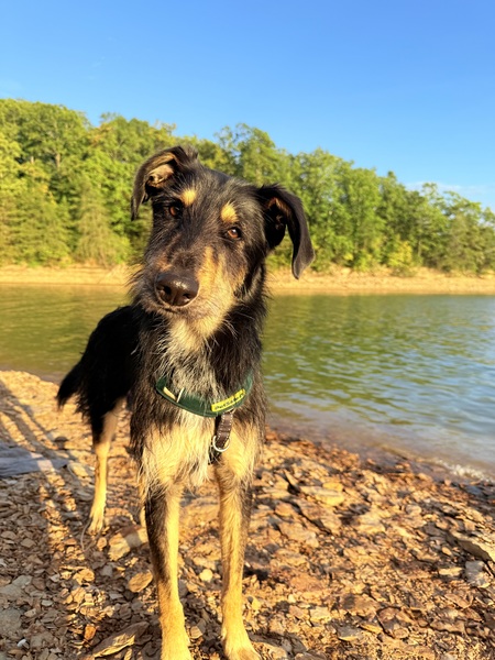 Entry image for Zeppelin. Clicking this image will show a larger photo