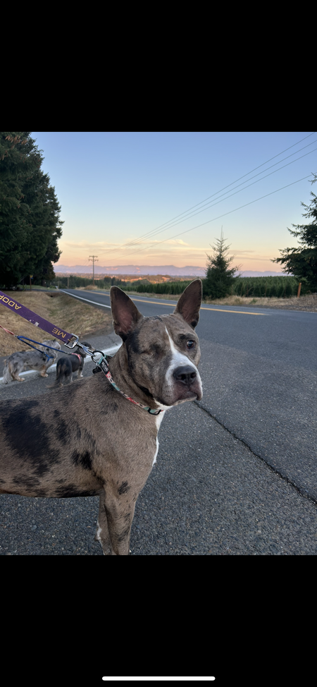 Entry image for Benny. Clicking this image will show a larger photo