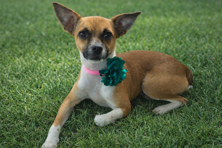 Entry image for Nellie. Clicking this image will show a larger photo