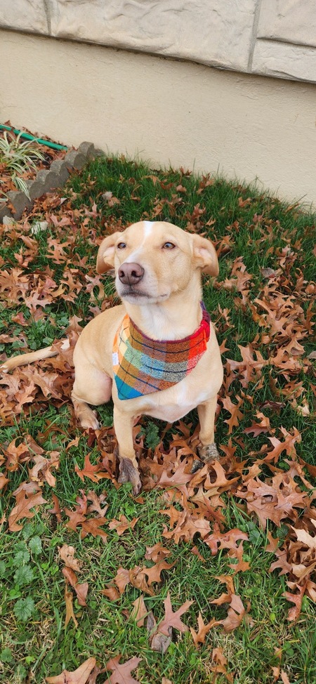 Entry image for Doc. Clicking this image will show a larger photo