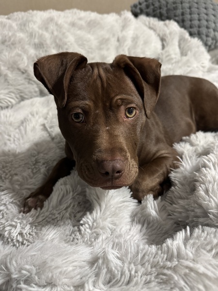 Entry image for Ares. Clicking this image will show a larger photo