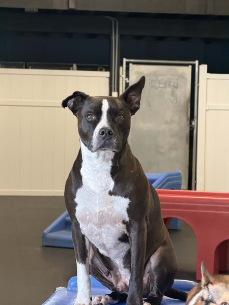 Entry image for Max. Clicking this image will show a larger photo