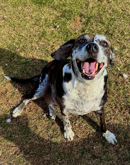 Entry image for Maple. Clicking this image will show a larger photo