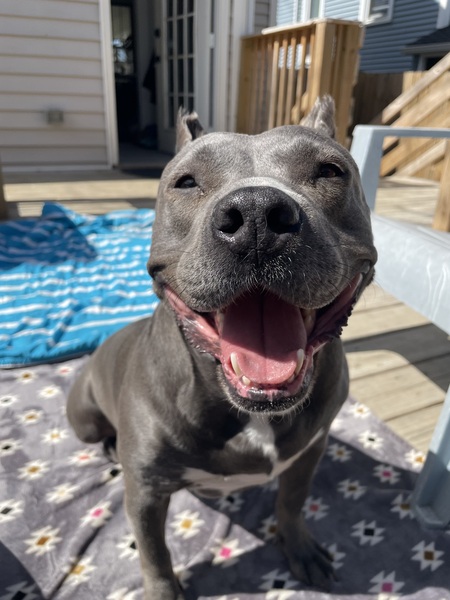 Entry image for Violet (fka Mama). Clicking this image will show a larger photo