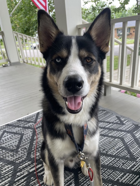 Entry image for Henry. Clicking this image will show a larger photo