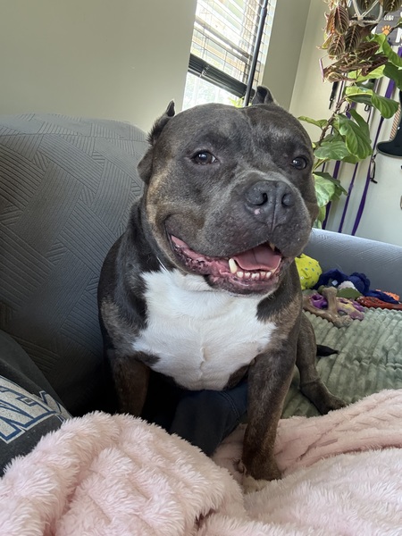 Entry image for Ryder. Clicking this image will show a larger photo