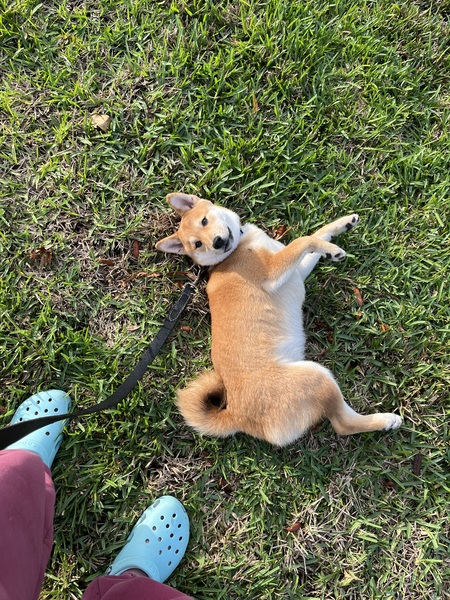 Entry image for Totoro. Clicking this image will show a larger photo