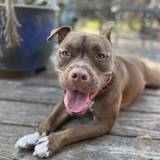Entry image for Stella