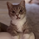 Entry image for Fido Kitty