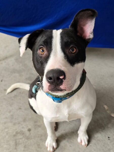 Entry image for Bogart aka Bogey. Clicking this image will show a larger photo