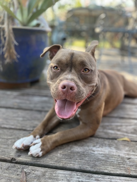 Entry image for Stella. Clicking this image will show a larger photo