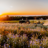 Entry image for June Golden Hour at Wildflower Lookout in Ronks