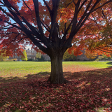Entry image for Fall Colors at F&M