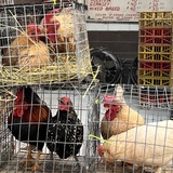 Entry image for Auction Day at Green Dragon, Ephrata 