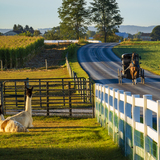 Entry image for Horse Meets Llama, Upper Leacock Township