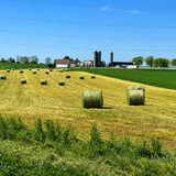 Entry image for Baled Beauty