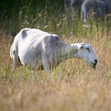 Entry image for Golden Hour Graze - on Hammer Creek Road, Lititz