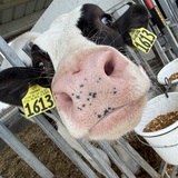Entry image for Baby Moo’s want ice cream too! / Pine View Dairy
