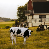 Entry image for Lancaster, PA | Cow standing in a field in front of other cows on a farm.