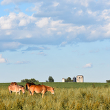 Entry image for Several mules grazing in a pasture - Ephrata, PA
