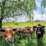Entry image for Jersey Cows  Leola, PA