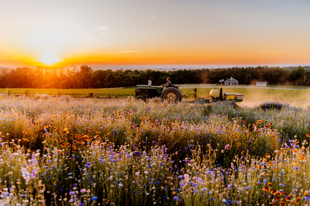 Entry image for June Golden Hour at Wildflower Lookout in Ronks. Clicking this image will show a larger photo