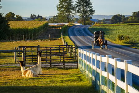 Entry image for Horse Meets Llama, Upper Leacock Township. Clicking this image will show a larger photo