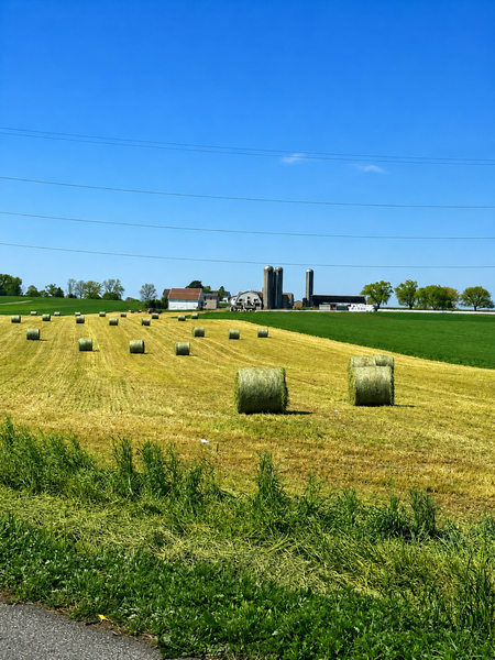 Entry image for Baled Beauty. Clicking this image will show a larger photo