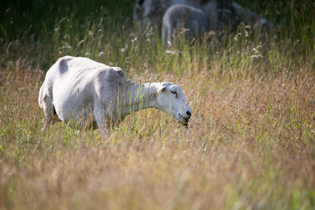 Entry image for Golden Hour Graze - on Hammer Creek Road, Lititz. Clicking this image will show a larger photo