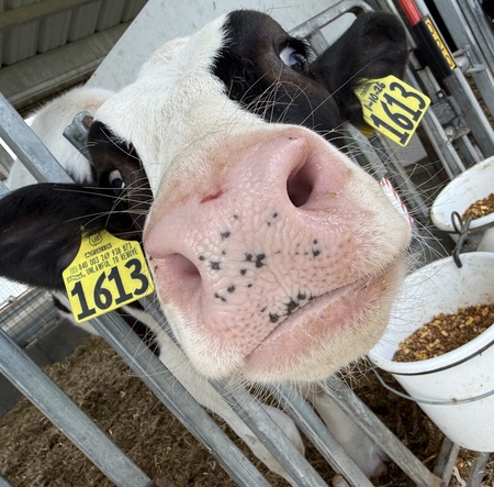 Entry image for Baby Moo’s want ice cream too! / Pine View Dairy. Clicking this image will show a larger photo