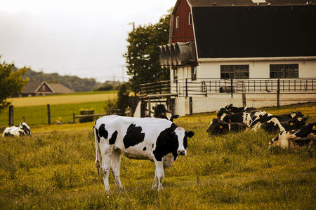 Entry image for Lancaster, PA | Cow standing in a field in front of other cows on a farm.. Clicking this image will show a larger photo