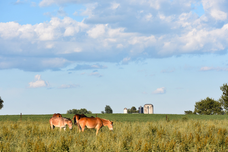 Entry image for Several mules grazing in a pasture - Ephrata, PA. Clicking this image will show a larger photo