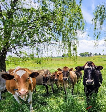 Entry image for Jersey Cows  Leola, PA. Clicking this image will show a larger photo