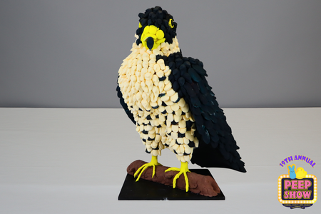 Entry image for Frederick the Falcon. Clicking this image will show a larger photo