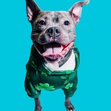 Entry image for Echo